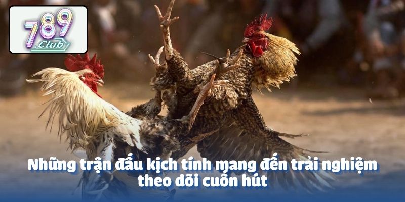 Những trận đấu kịch tính mang đến trải nghiệm theo dõi cuốn hút