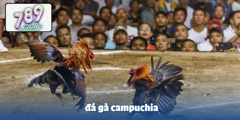 Đá gà campuchia