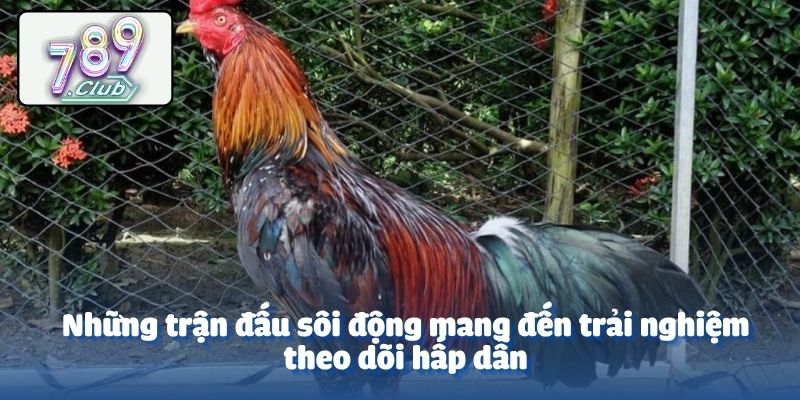 Những trận đấu sôi động mang đến trải nghiệm theo dõi hấp dẫn