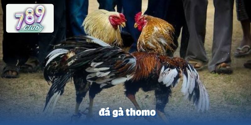 Đá gà thomo